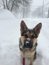 A German Shepherd looks at the camera while surrounded by snow.