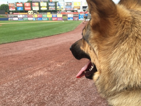 A German Shepherd looks out on to a baseball field.