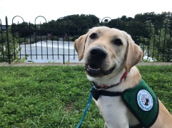 A yellow Labrador/golden retriever cross looks at the camera while wearing his vest. An iron gate and a dam on the Lehigh River appear in the background.