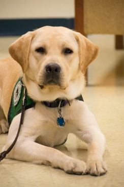A yellow Labrador retriever, maintains a "down" command while looking at the camera.