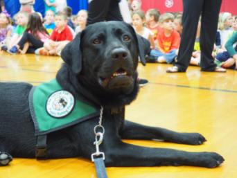 A black Labrador retriever lays patiently on a wooden gym floor. He's wearing his green Seeing Eye puppy raisers vest. School children appear in the background, also sitting on the floor.