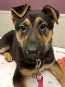 A female German Shepherd Puppy looks at the camera.