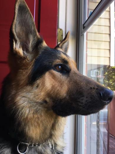 A close up view of the head of a German Shepherd. He's staring attentively out a window.