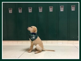 A yellow Labrador sits attentively in front of green school lockers. He's wearing his green Seeing Eye puppy raiser bandana.