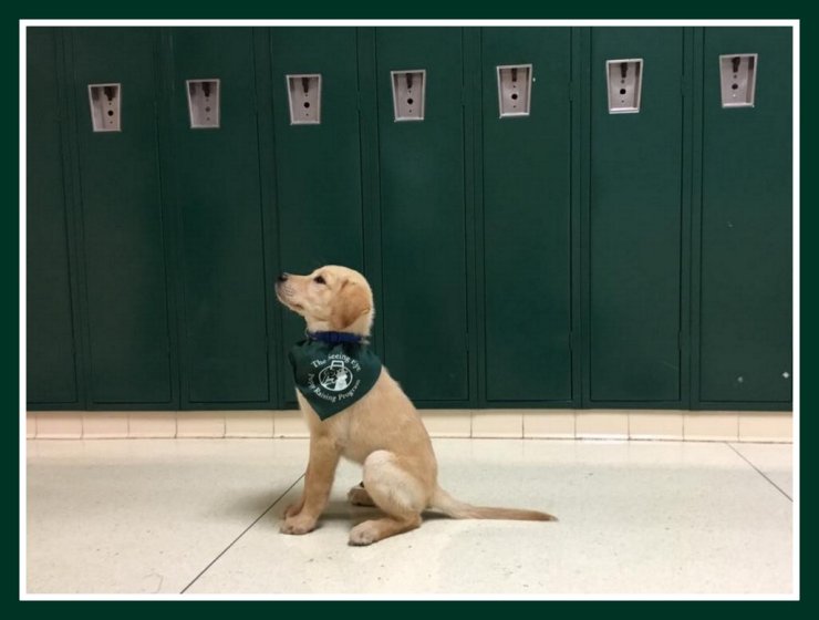 A yellow Labrador sits attentively in front of green school lockers. He's wearing his green Seeing Eye puppy raiser bandana.